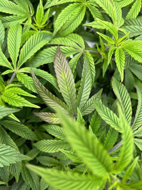 Cannafair 25 Clone Run. Week 1 - Rainbow Gelato