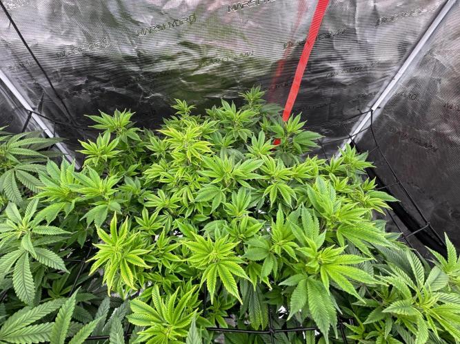 Cannafair 25 Clone Run. Week 1 - Bruce Banner 