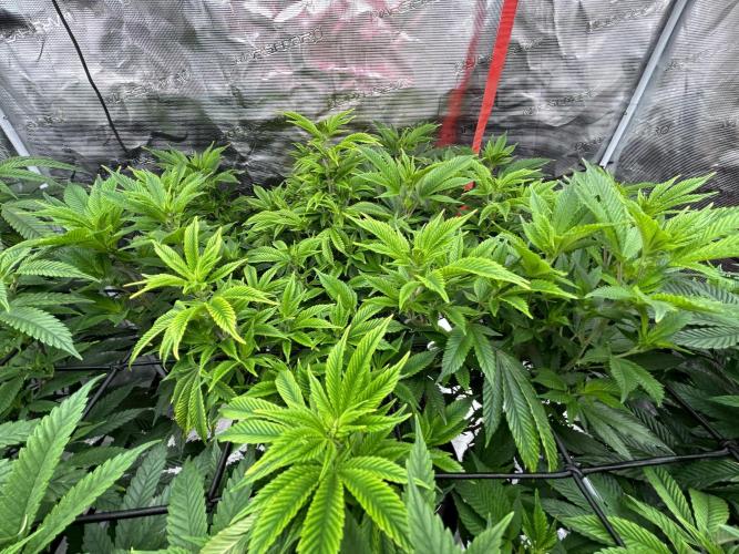 Cannafair 25 Clone Run. Week 1 - Bruce Banner Praying