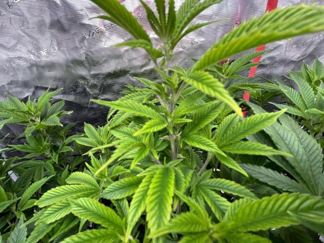 Cannafair 25 Clone Run. Week 1 - Bruce Banner 