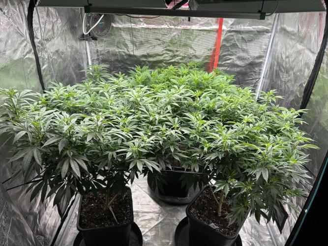 Cannafair 25 Clone Run. Week 16