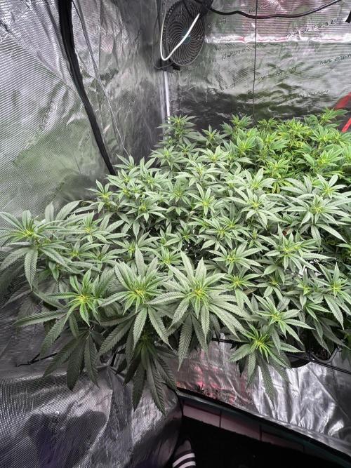 Cannafair 25 Clone Run. Week 16