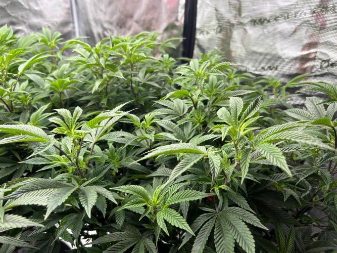 Cannafair 25 Clone Run. Week 16