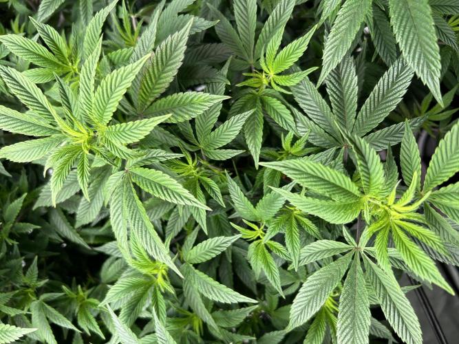 Cannafair 25 Clone Run. Week 16