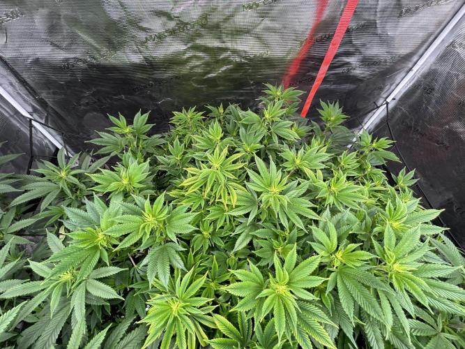 Cannafair 25 Clone Run. Week 16