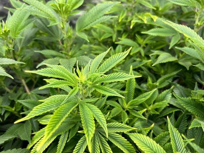 Cannafair 25 Clone Run. Week 16