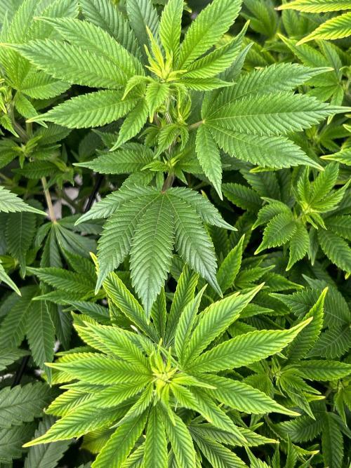 Cannafair 25 Clone Run. Week 16