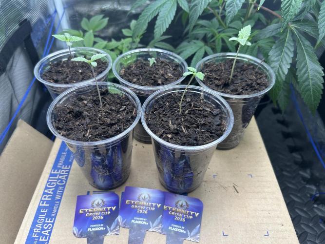 Eternity Cup 2026 Sticky Broccoli. Week 1