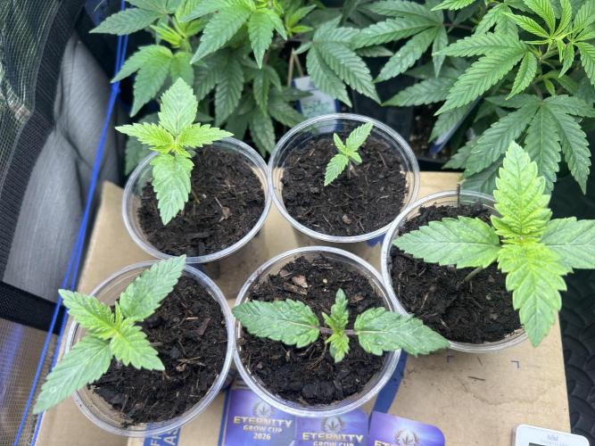 Eternity Cup 2026 Sticky Broccoli. Week 2