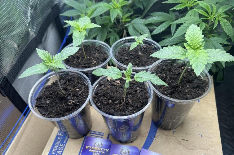 Eternity Cup 2026 Sticky Broccoli. Week 2