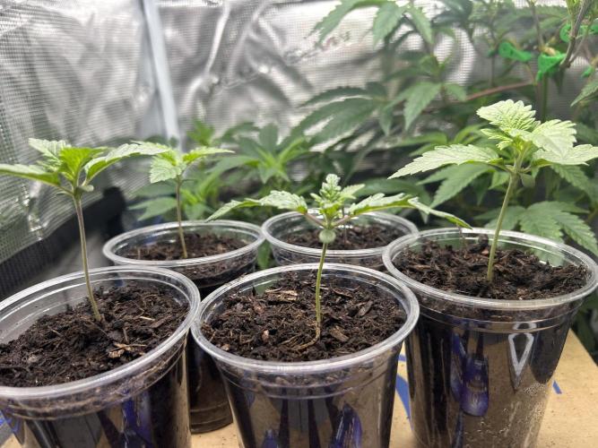 Eternity Cup 2026 Sticky Broccoli. Week 2