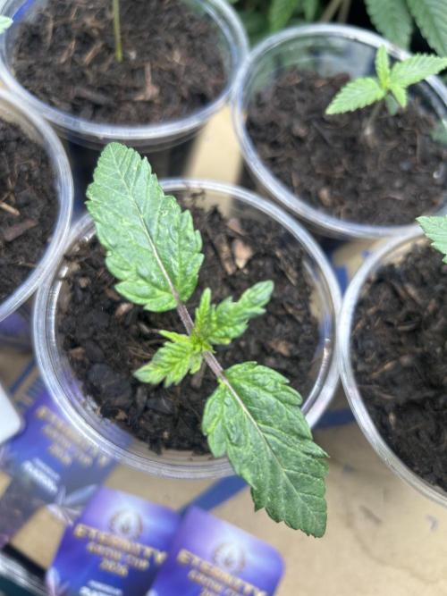 Eternity Cup 2026 Sticky Broccoli. Week 2