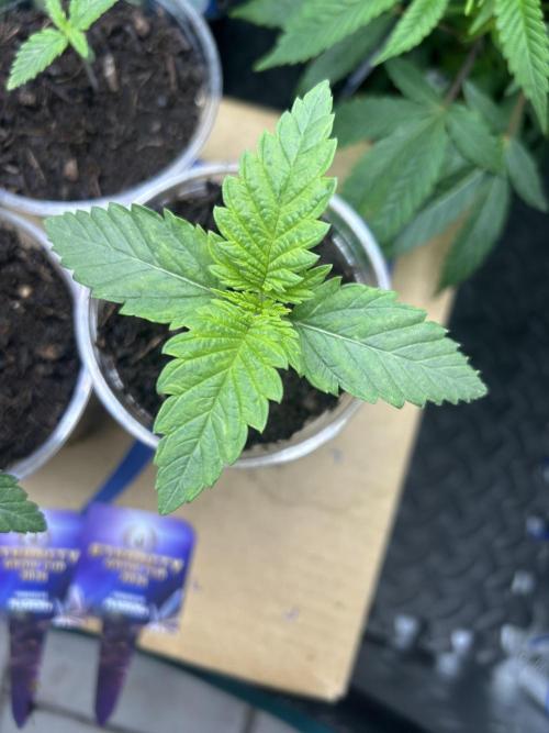 Eternity Cup 2026 Sticky Broccoli. Week 2