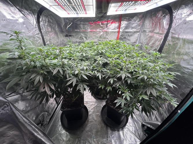 Cannafair 25 Clone Run. Week 17