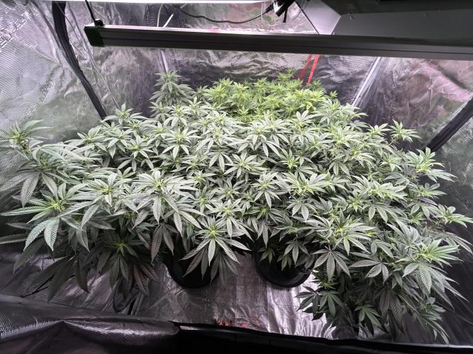 Cannafair 25 Clone Run. Week 17