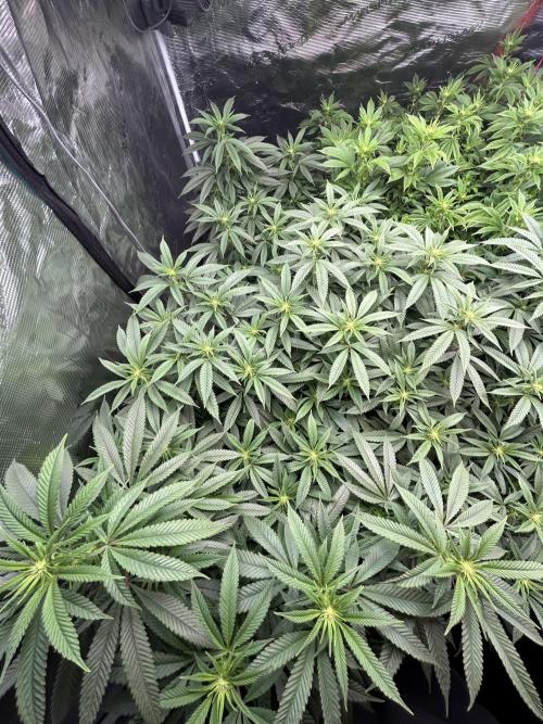 Cannafair 25 Clone Run. Week 17 - S54