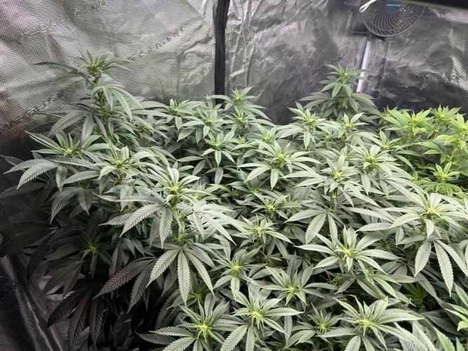 Cannafair 25 Clone Run. Week 17 - S54