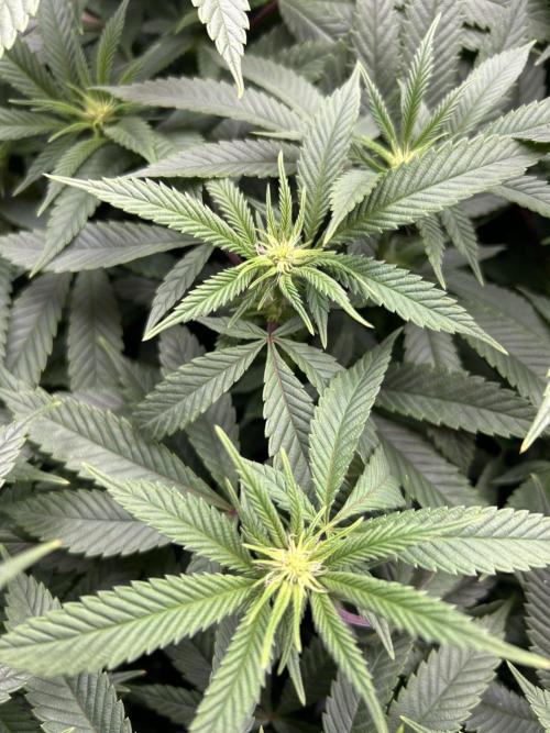 Cannafair 25 Clone Run. Week 17 - S54