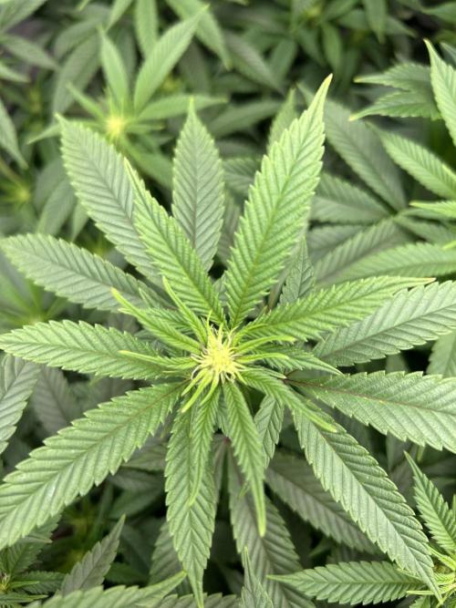 Cannafair 25 Clone Run. Week 17 - S54