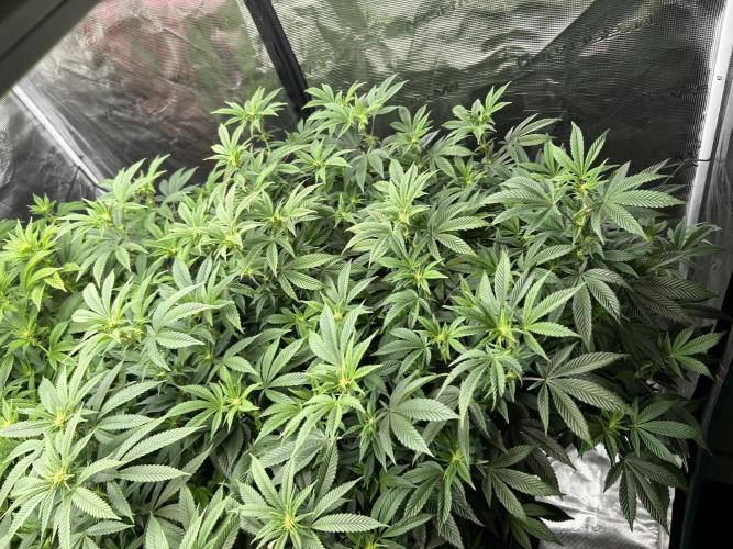 Cannafair 25 Clone Run. Week 17 - RG