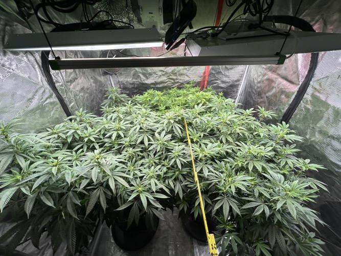 Cannafair 25 Clone Run. Week 17 - Studio left RG right BB In back