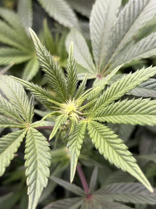 Cannafair 25 Clone Run. Week 17 - RG