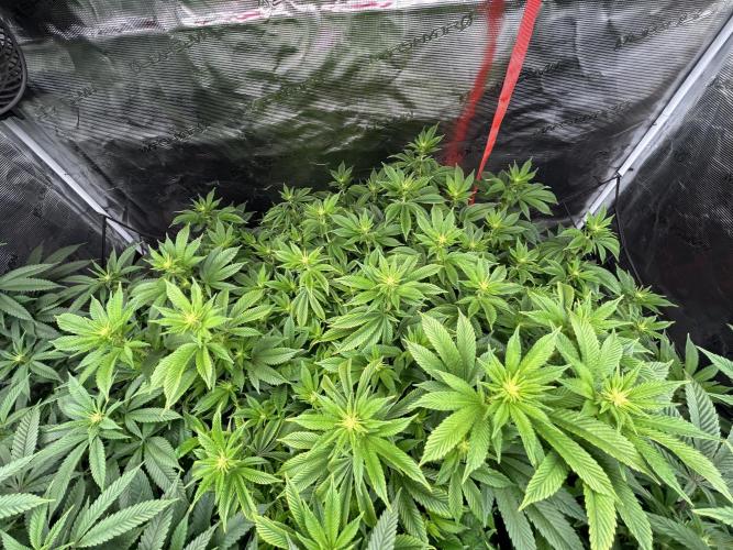 Cannafair 25 Clone Run. Week 17 - BB