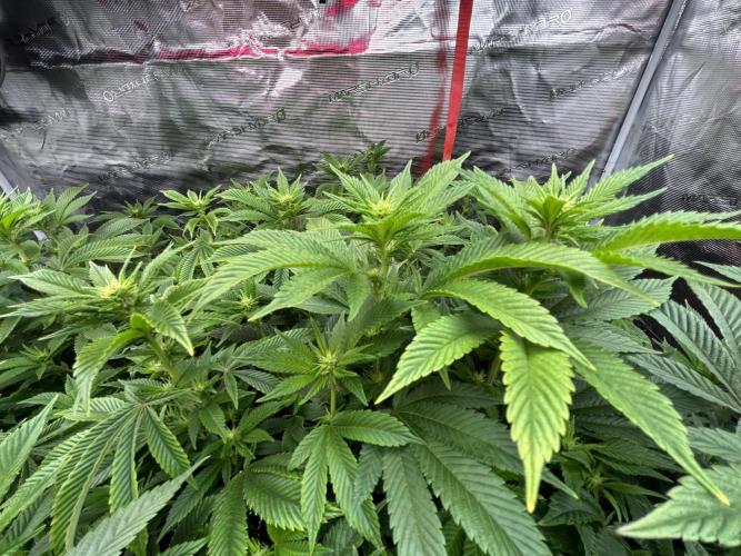 Cannafair 25 Clone Run. Week 17 - BB