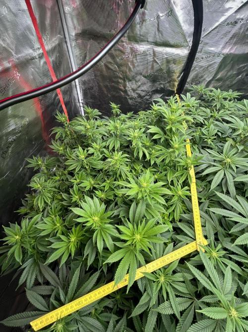 Cannafair 25 Clone Run. Week 17 - BB