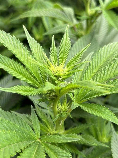 Cannafair 25 Clone Run. Week 17 - BB