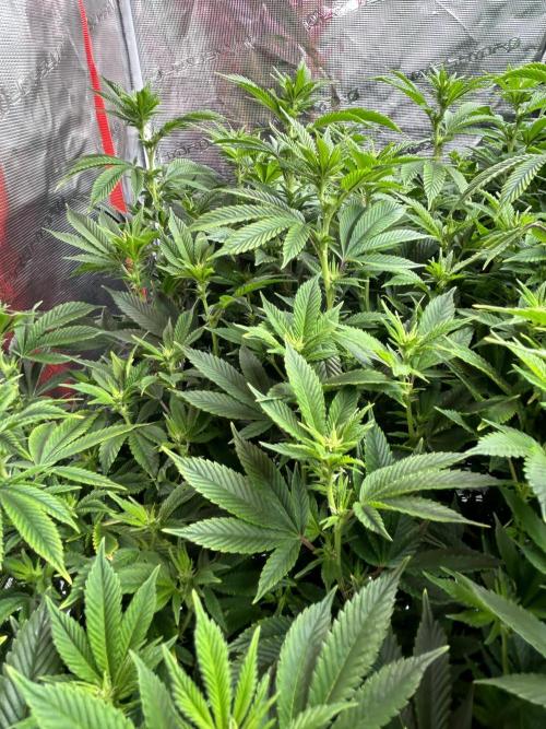 Cannafair 25 Clone Run. Week 17 - BB