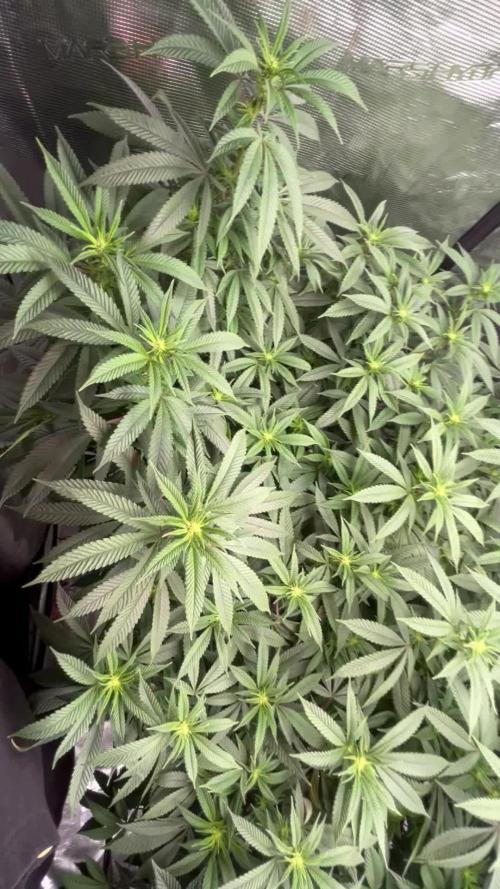 Cannafair 25 Clone Run