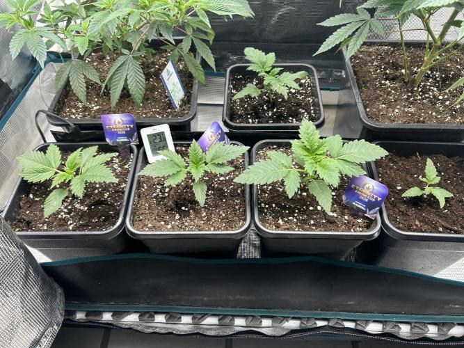 Eternity Cup 2026 Sticky Broccoli. Week 3