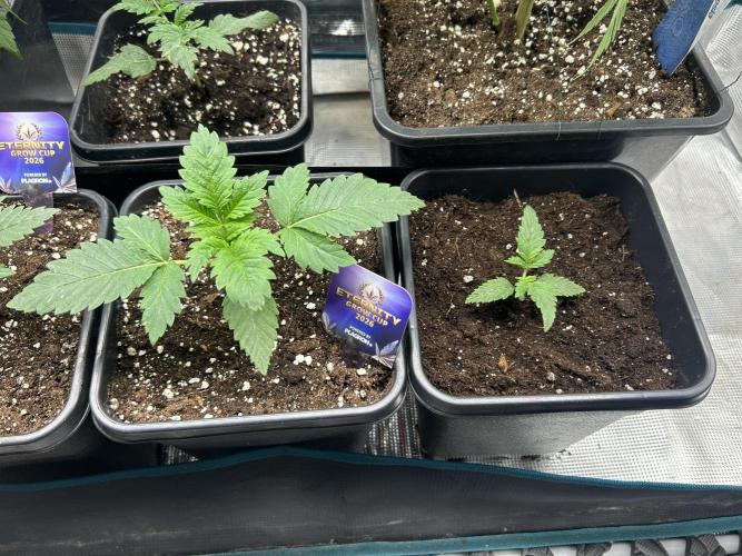 Eternity Cup 2026 Sticky Broccoli. Week 3