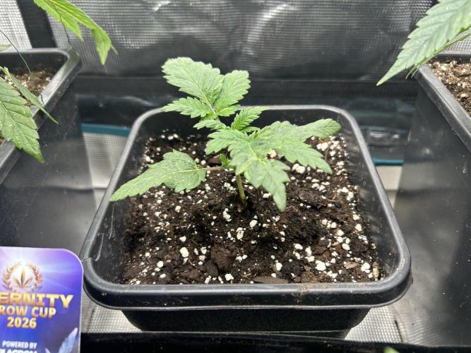 Eternity Cup 2026 Sticky Broccoli. Week 3