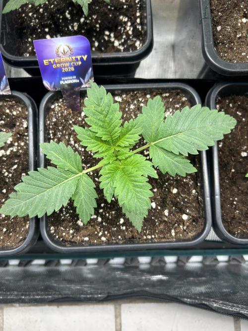 Eternity Cup 2026 Sticky Broccoli. Week 3