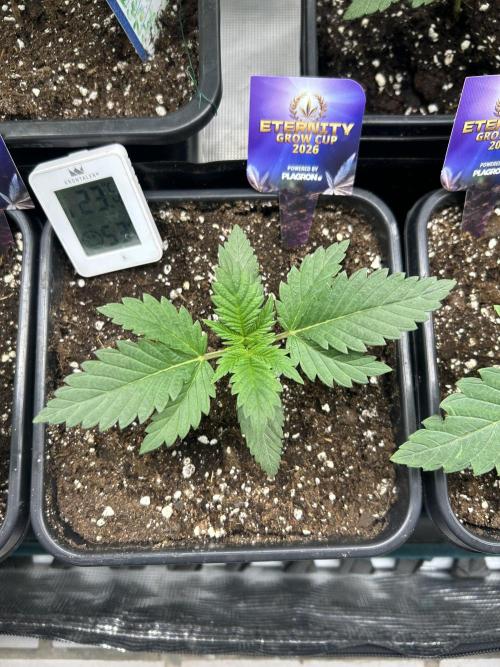 Eternity Cup 2026 Sticky Broccoli. Week 3