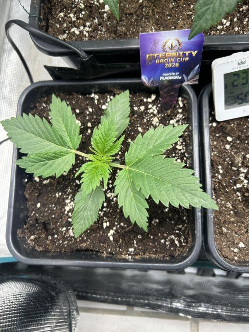 Eternity Cup 2026 Sticky Broccoli. Week 3