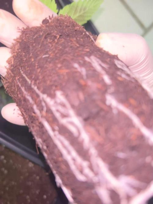 Eternity Cup 2026 Sticky Broccoli