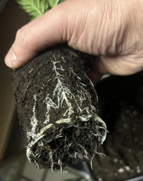 Eternity Cup 2026 Sticky Broccoli. Week 3