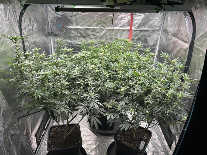 Cannafair 25 Clone Run. Week 18