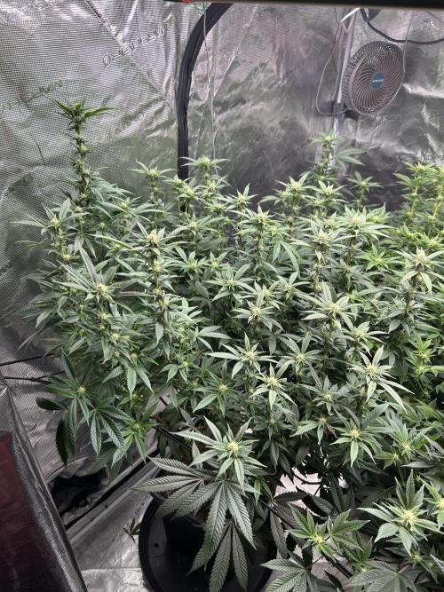 Cannafair 25 Clone Run. Week 18 - S54