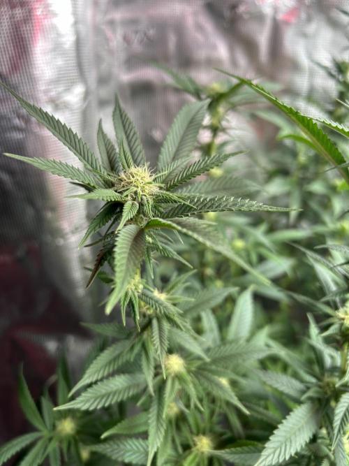 Cannafair 25 Clone Run. Week 18 - S54