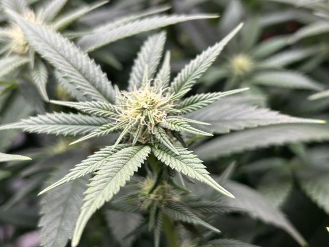 Cannafair 25 Clone Run. Week 18 - S54