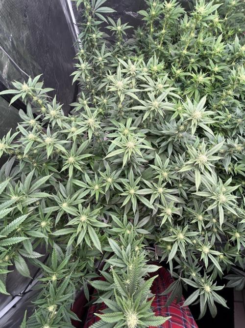 Cannafair 25 Clone Run. Week 18 - S55