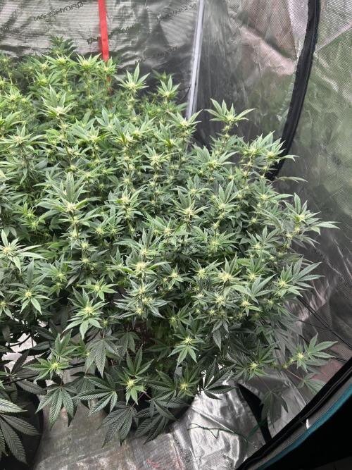 Cannafair 25 Clone Run. Week 18 - RG