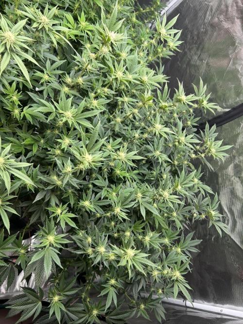 Cannafair 25 Clone Run. Week 18 - RG