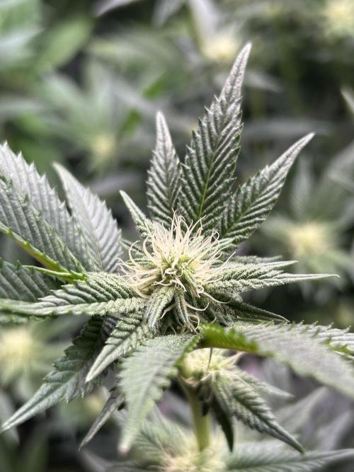 Cannafair 25 Clone Run. Week 18 - RG