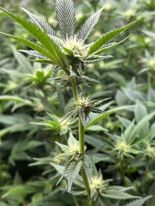 Cannafair 25 Clone Run. Week 18 - RG