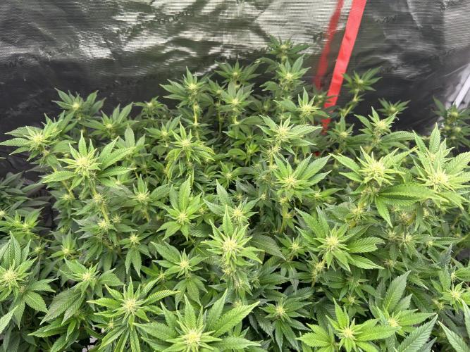 Cannafair 25 Clone Run. Week 18 - BB